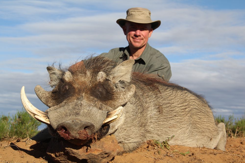Warthog
