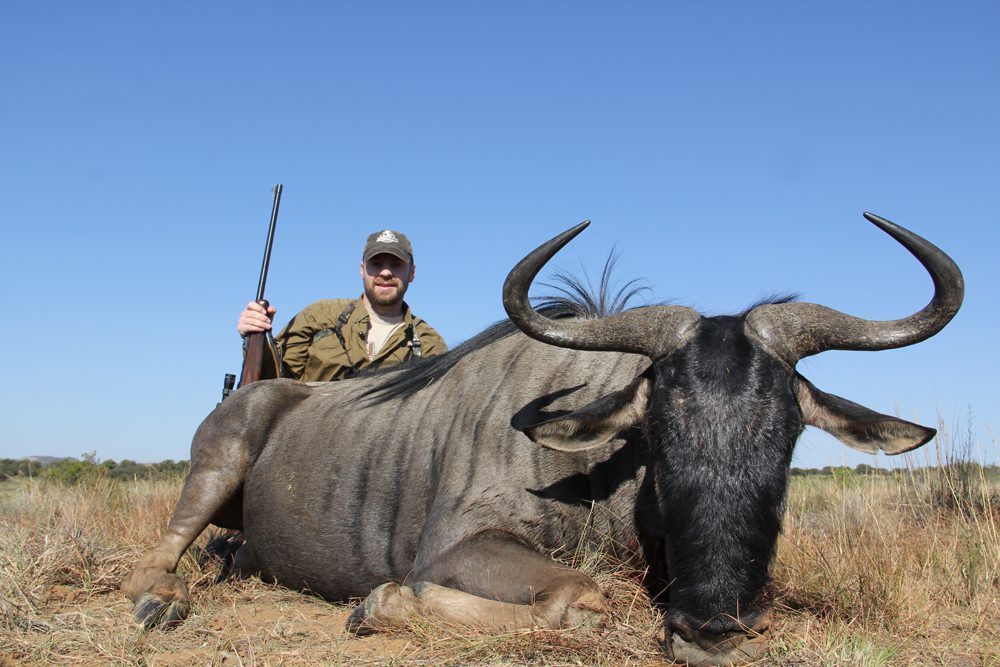 Blue Wildebeest