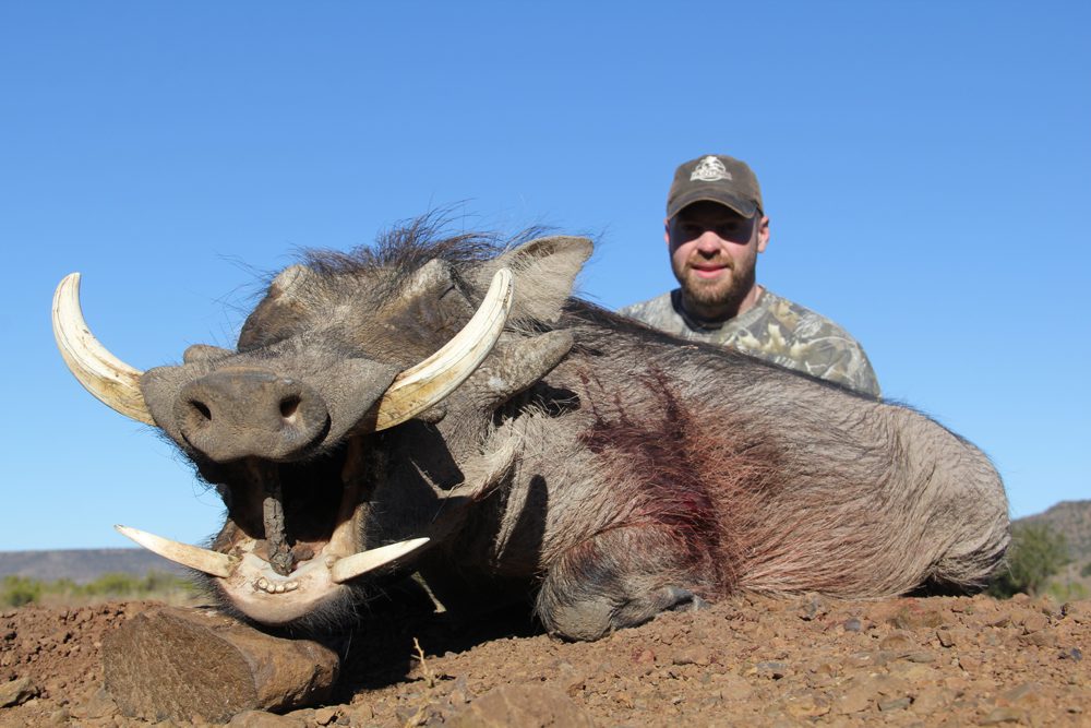 Warthog