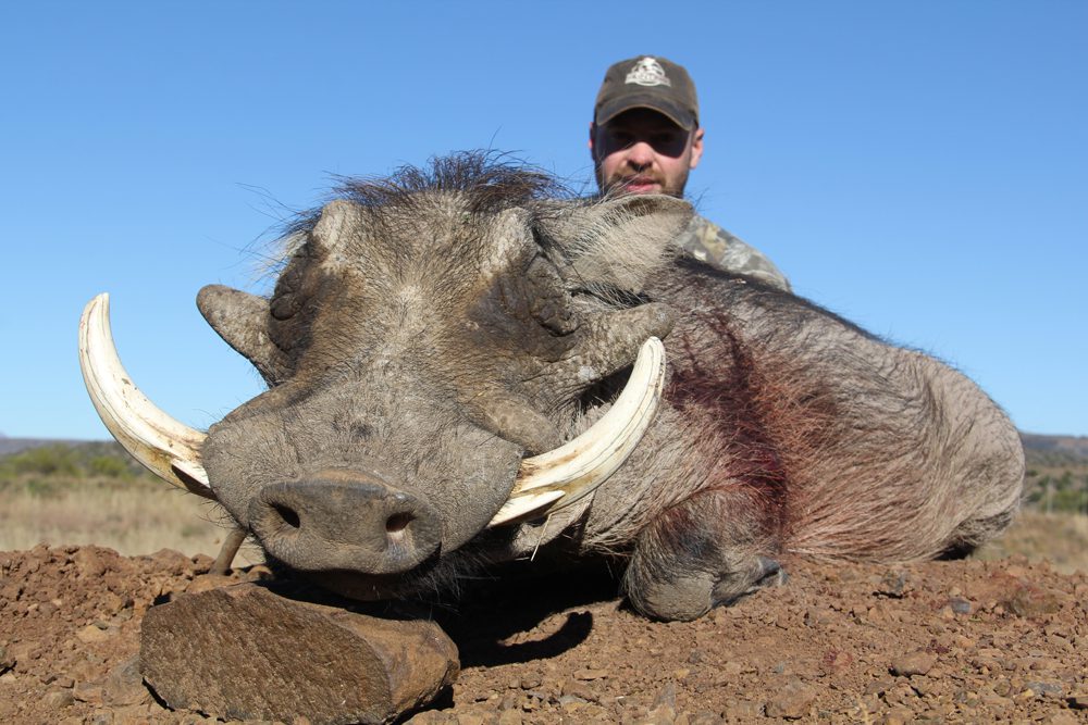 Warthog