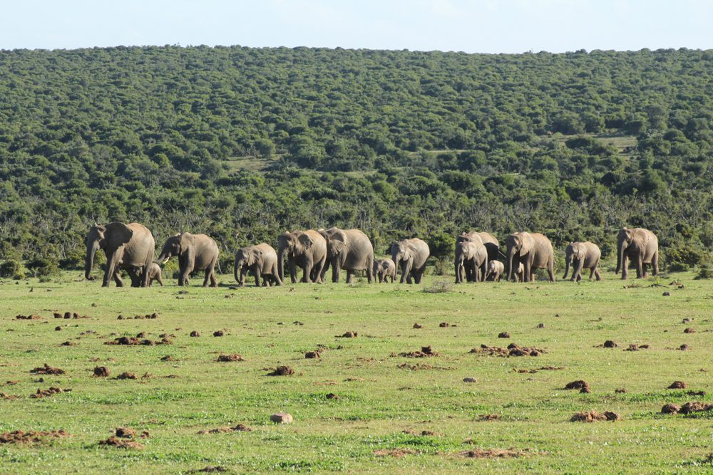 Elephant