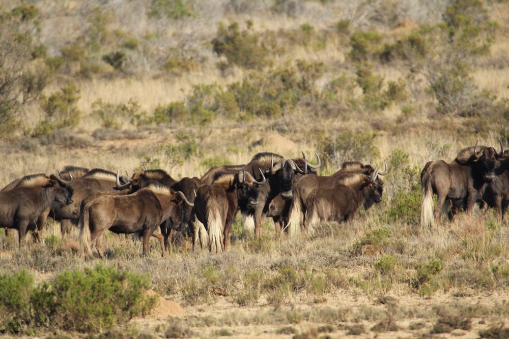 Black Wildebeest