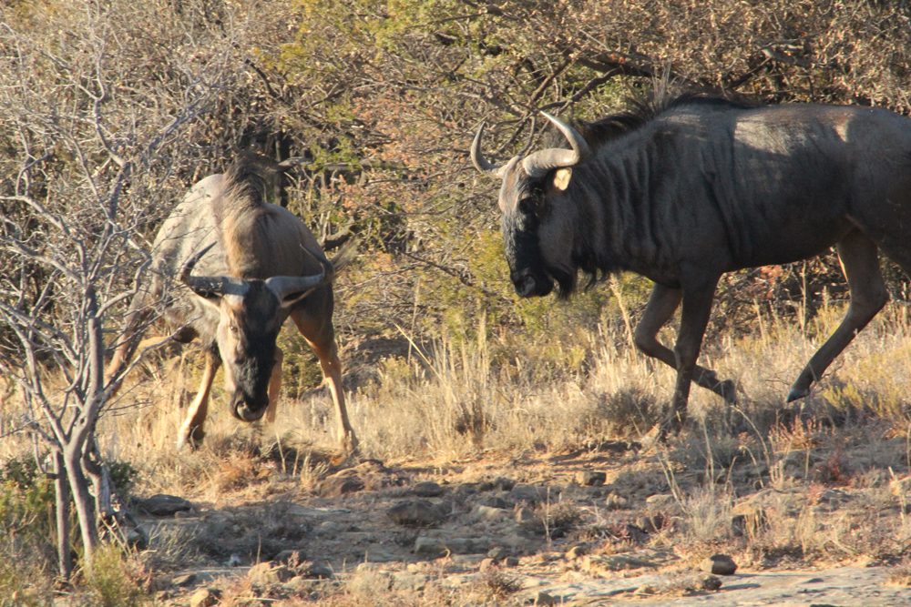 Blue Wildebeest