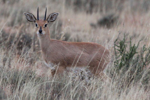 Steinbuck