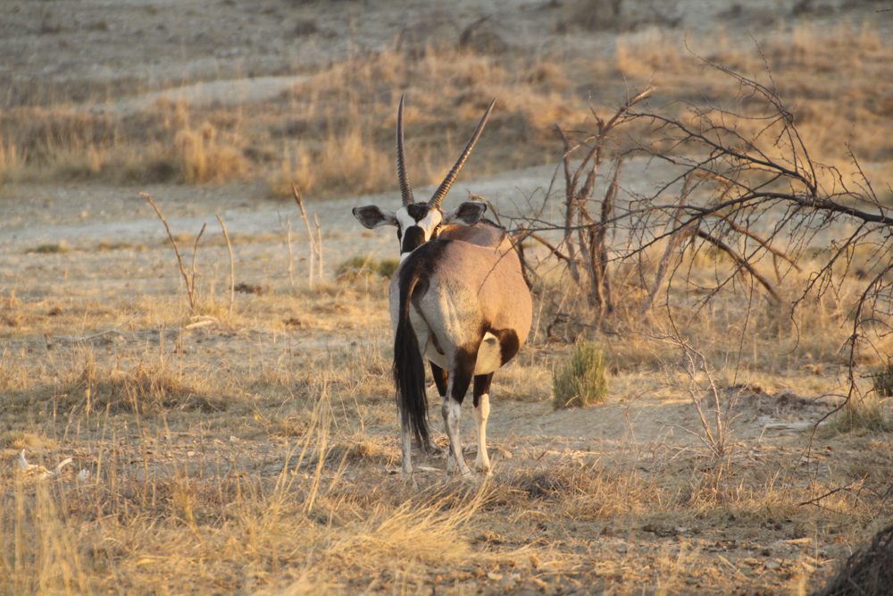 Oryx