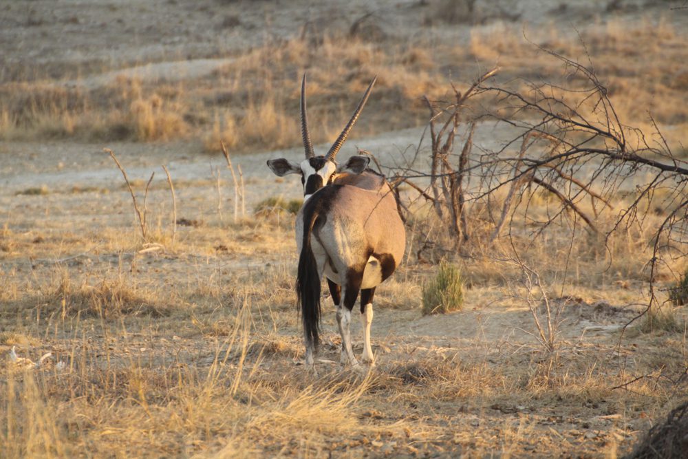 Oryx