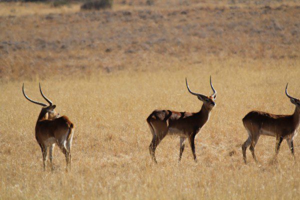 Lechwe
