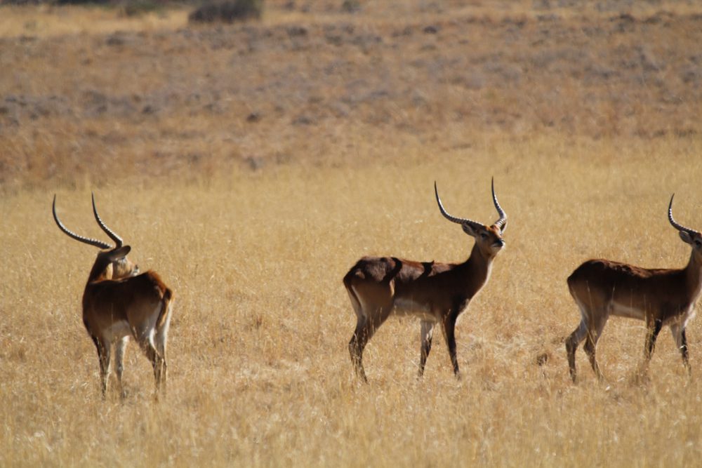 Lechwe