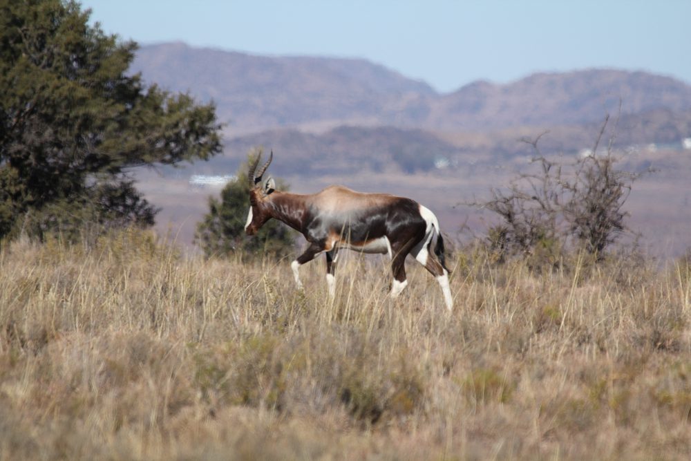 Bontebok