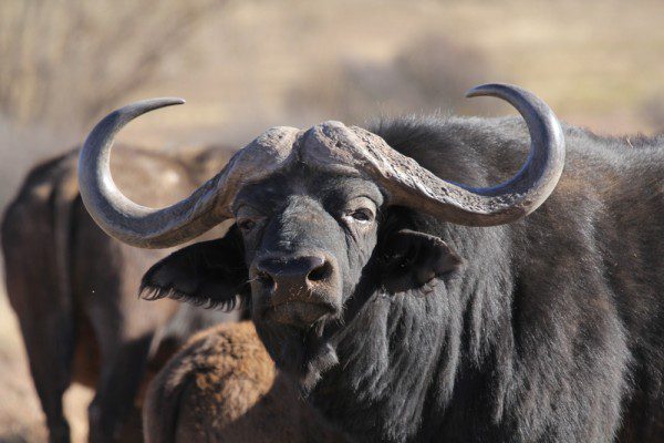 Buffalo