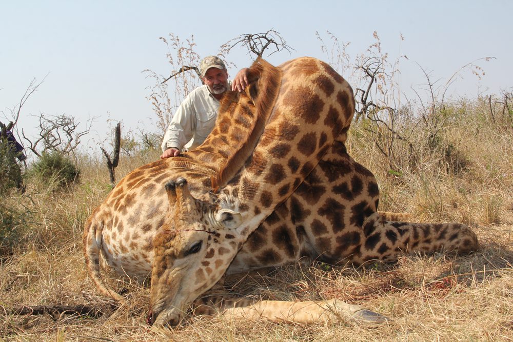 Giraffe