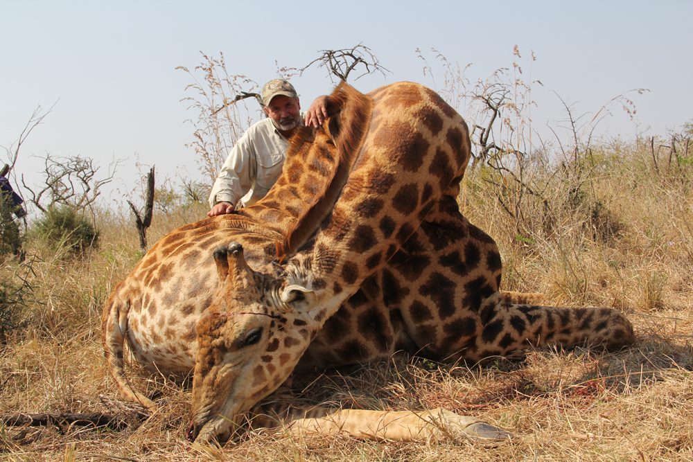 Giraffe