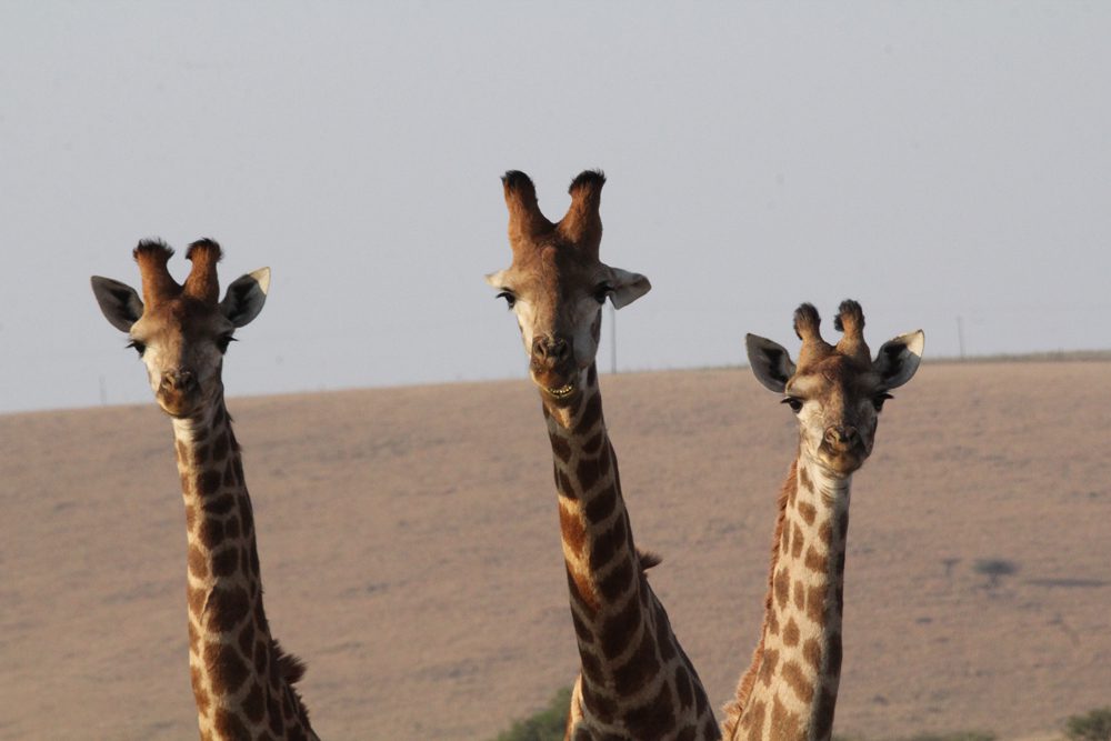 Giraffe