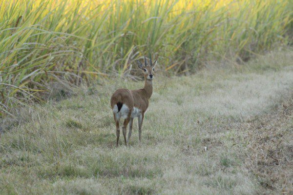 Oribi