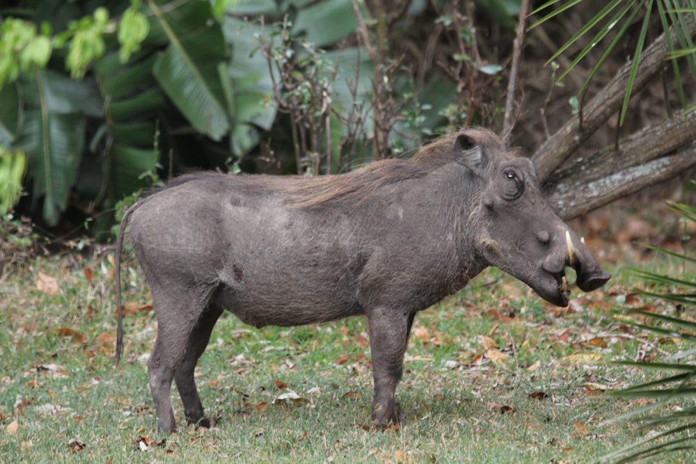 Warthog