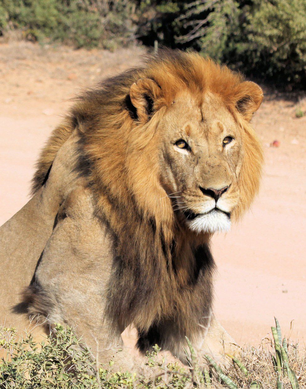 Lategan Safaris – Gallery