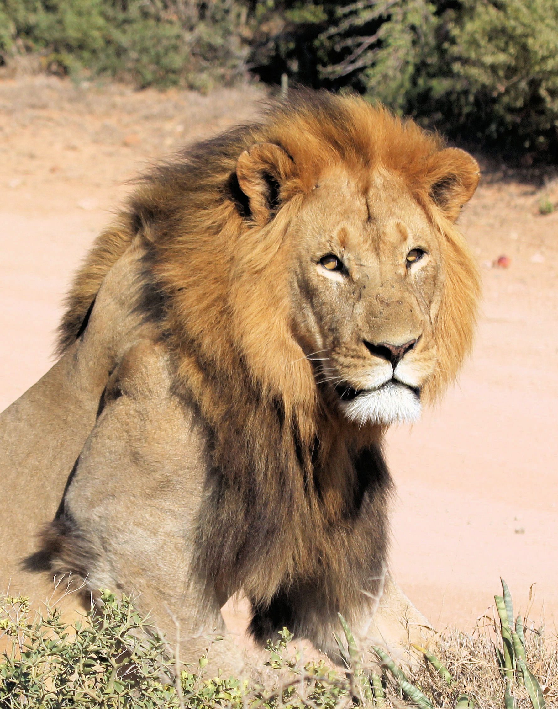 Lion