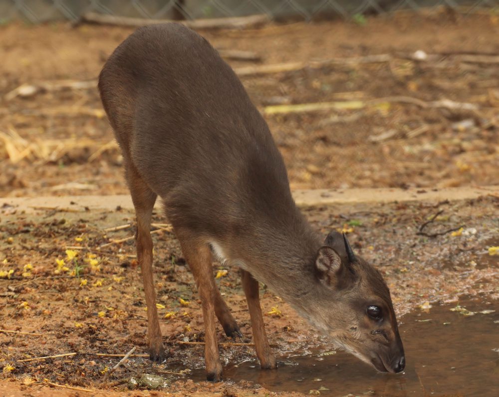 Suni