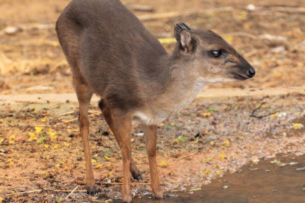 Blue Duiker