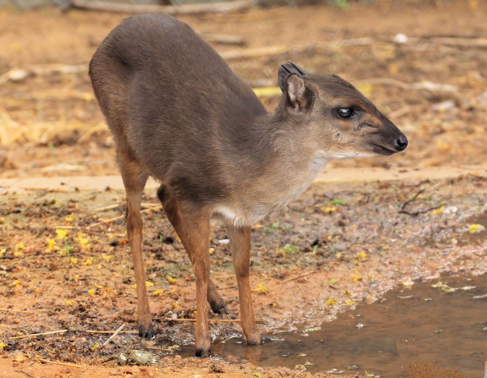 Duiker