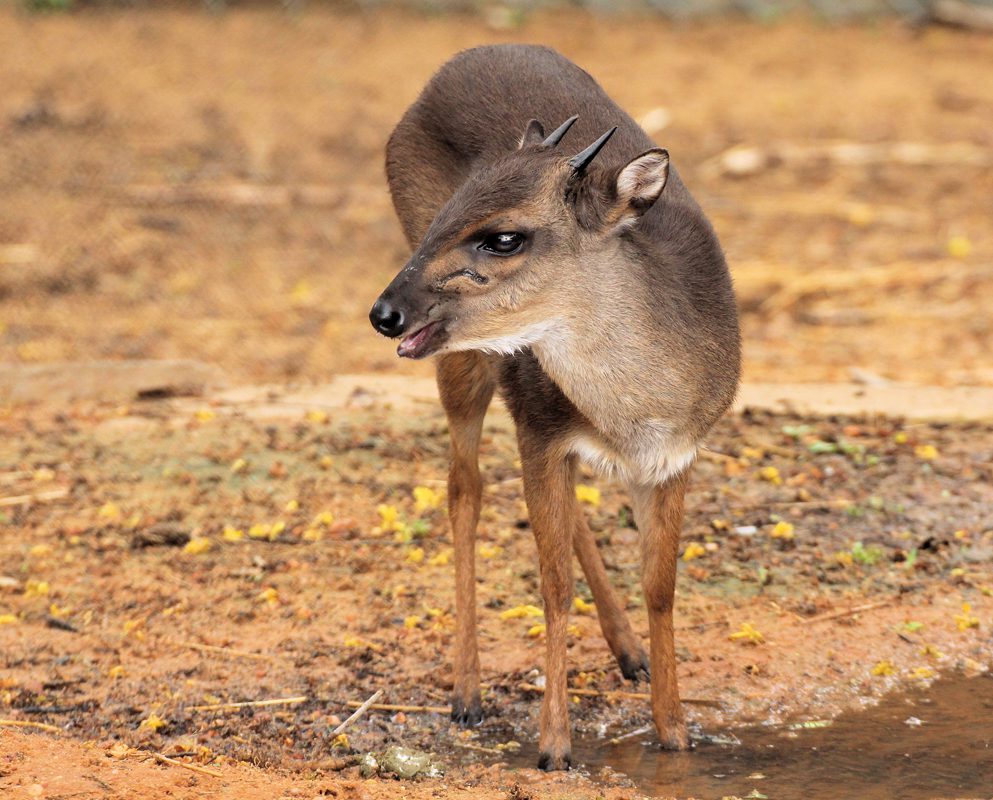 Duiker