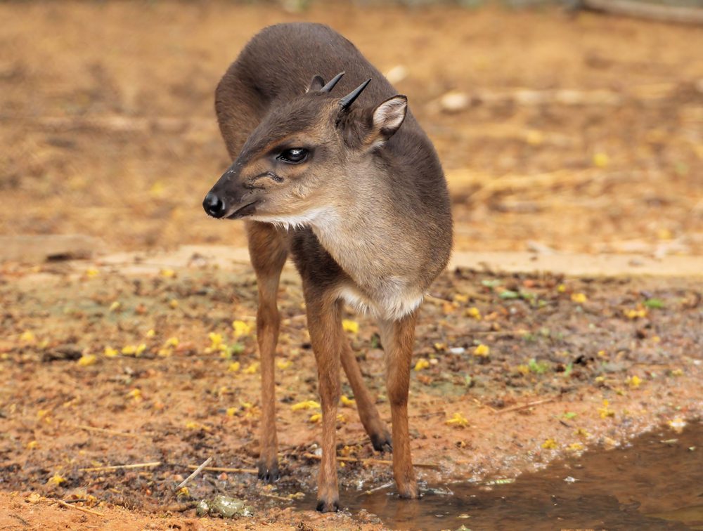Suni
