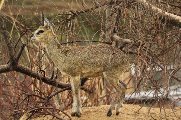 Klipspringer