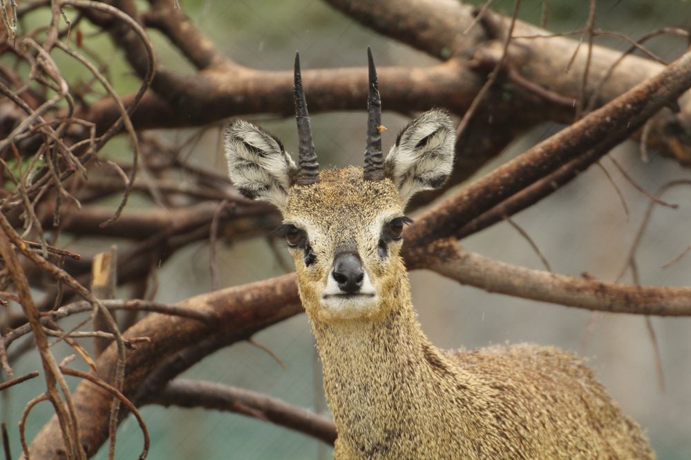 Klipspringer