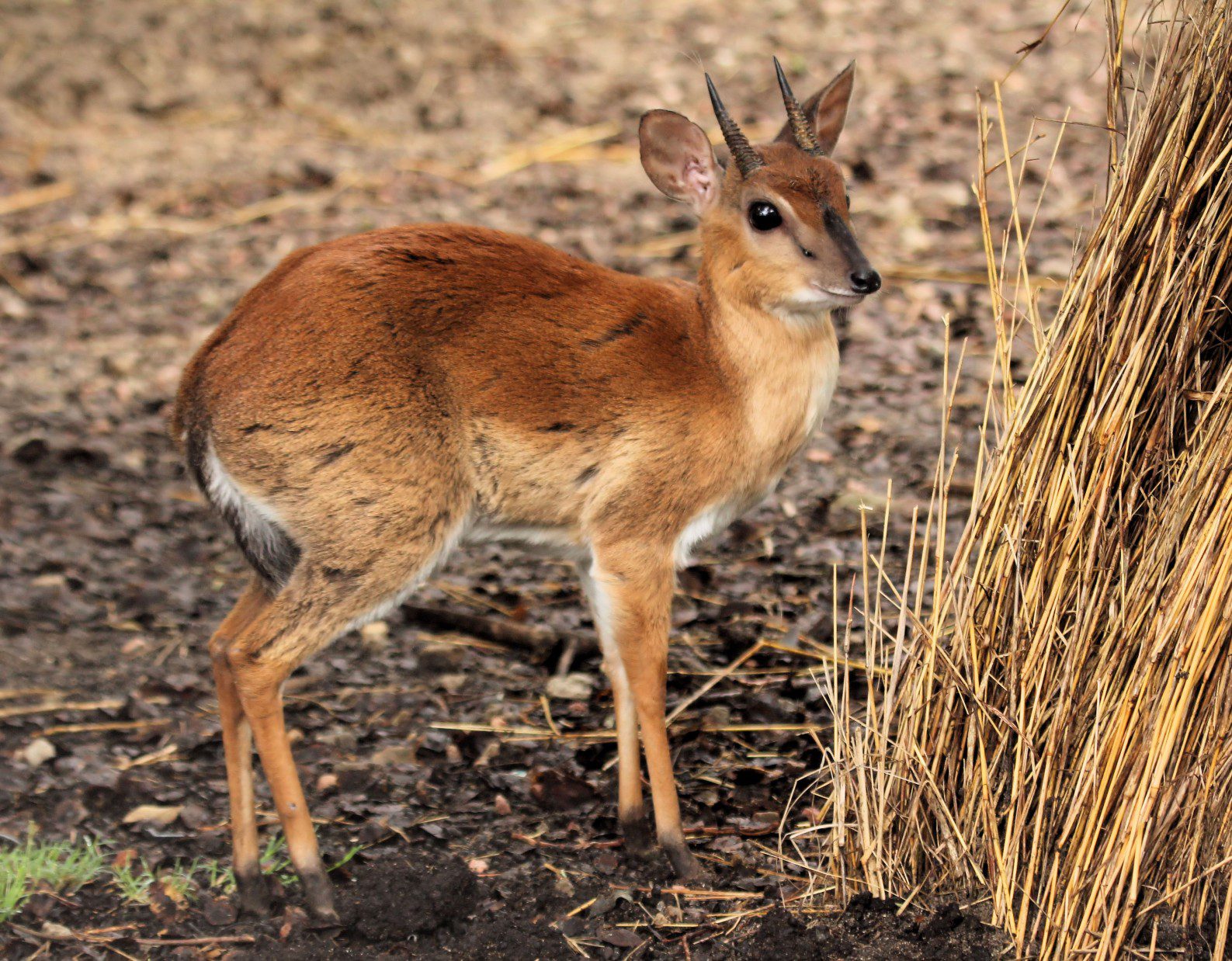 Lategan Safaris – Gallery