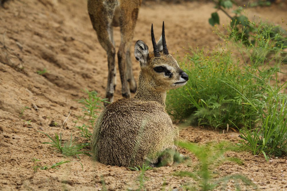 Klipspringer