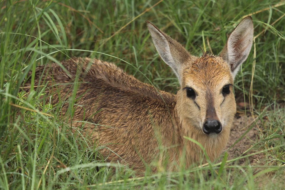 Common Duiker