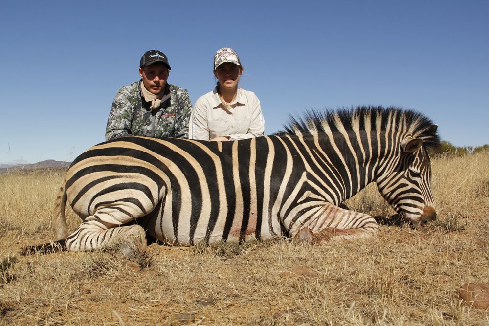 Zebra