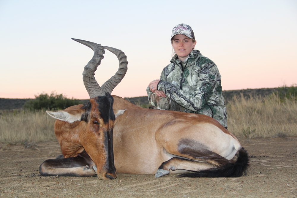 Red Hartebeest