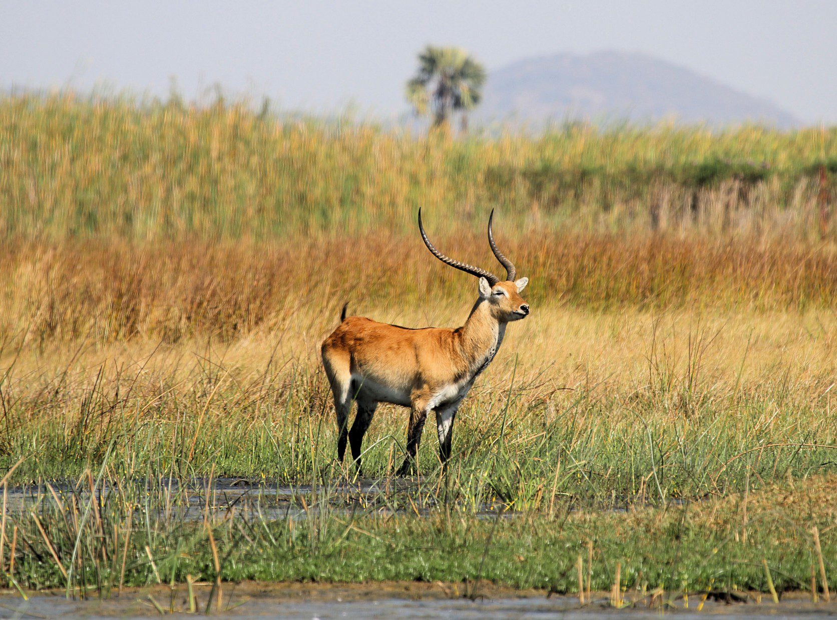 Lategan Safaris – Gallery