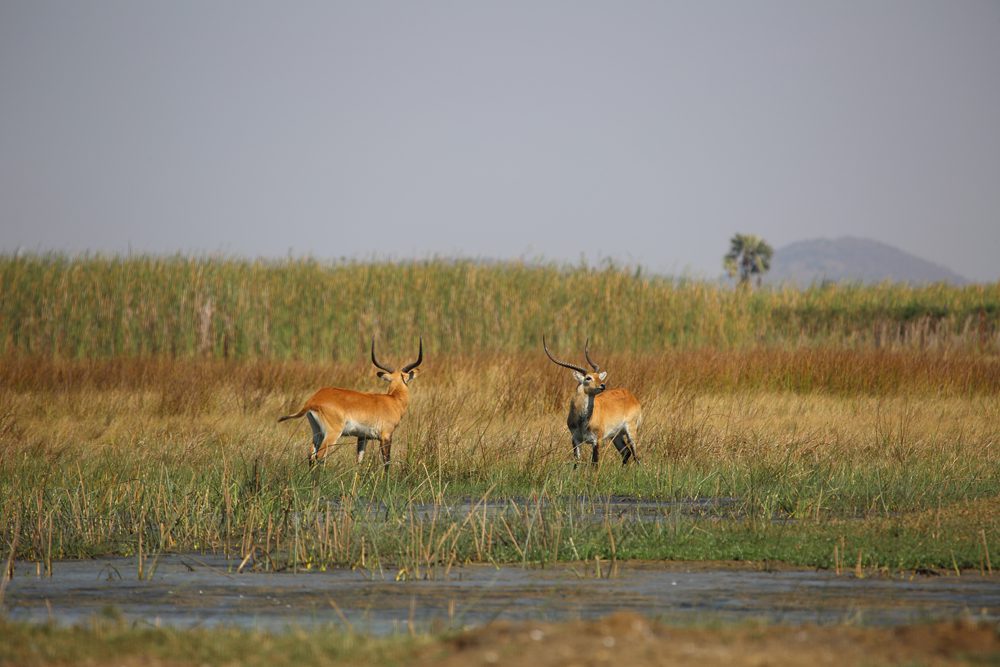 Lechwe