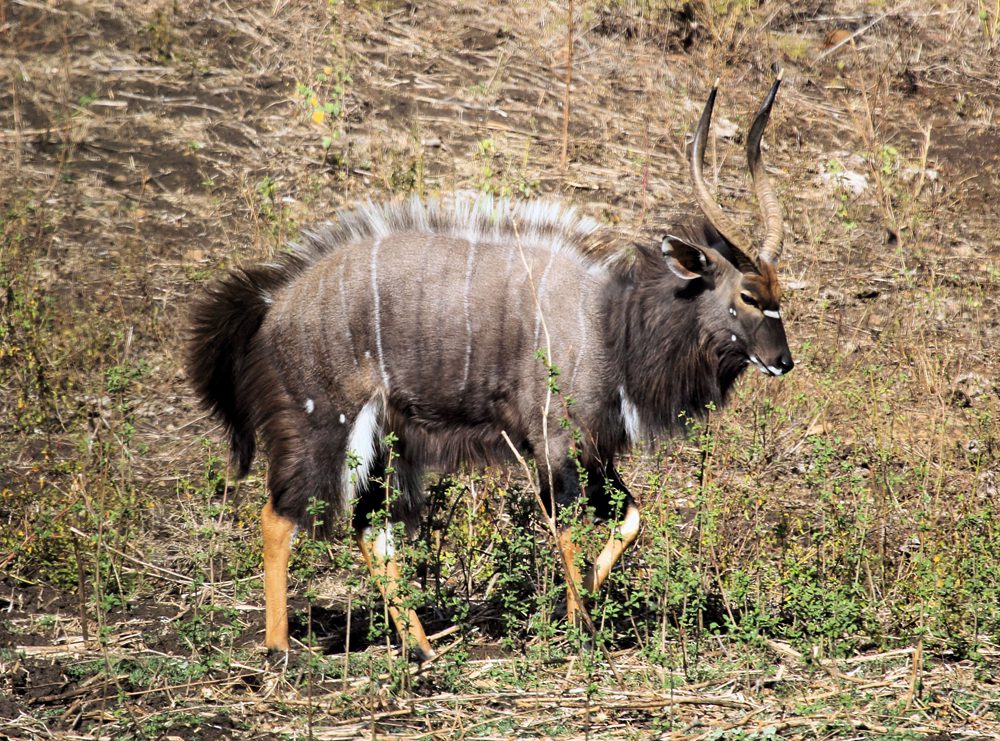 Njala