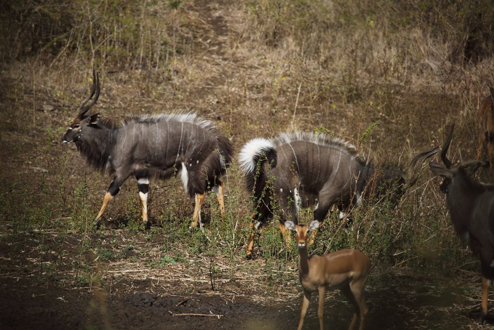 Njala
