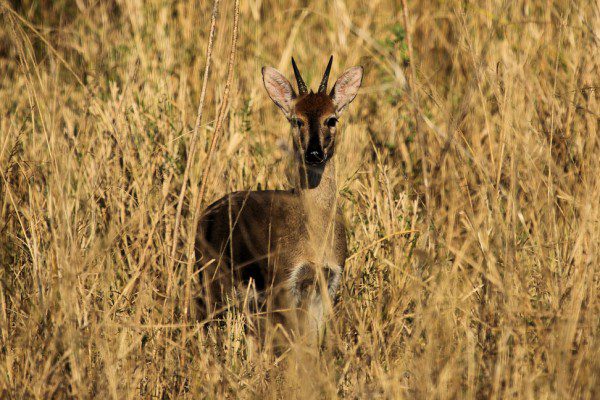 Common Duiker
