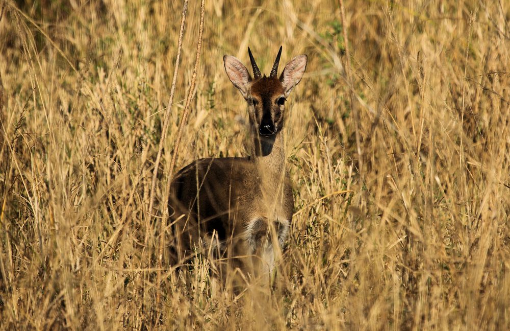 Common Duiker