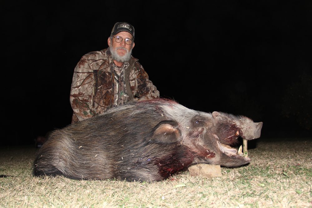 Bushpig