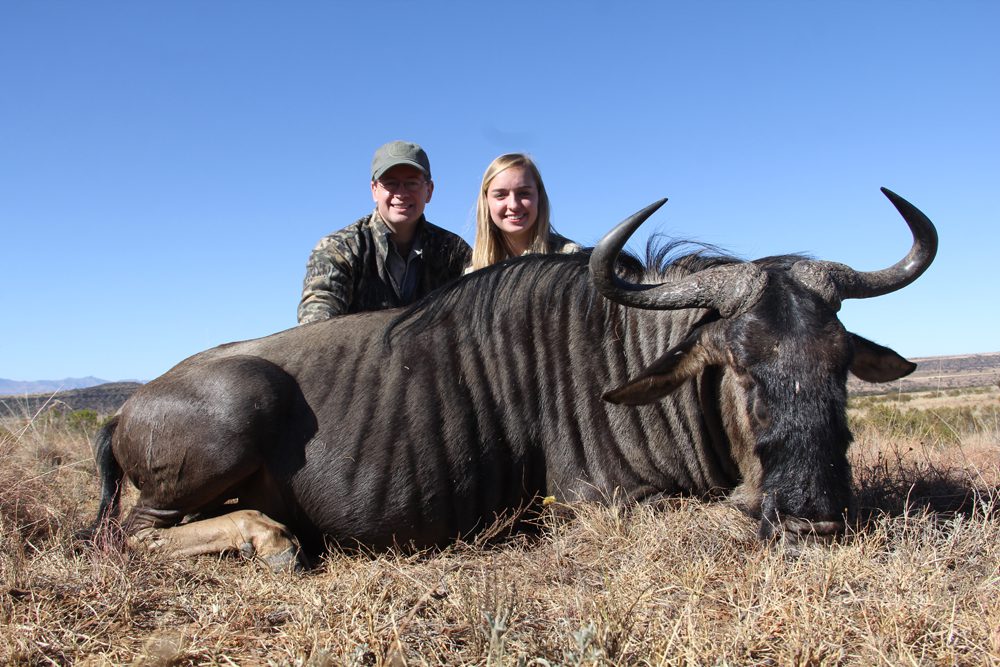 Blue Wildebeest