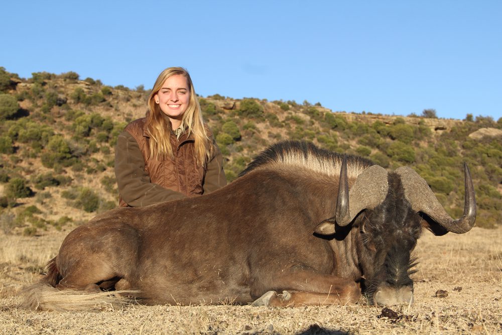 Black Wildebeest
