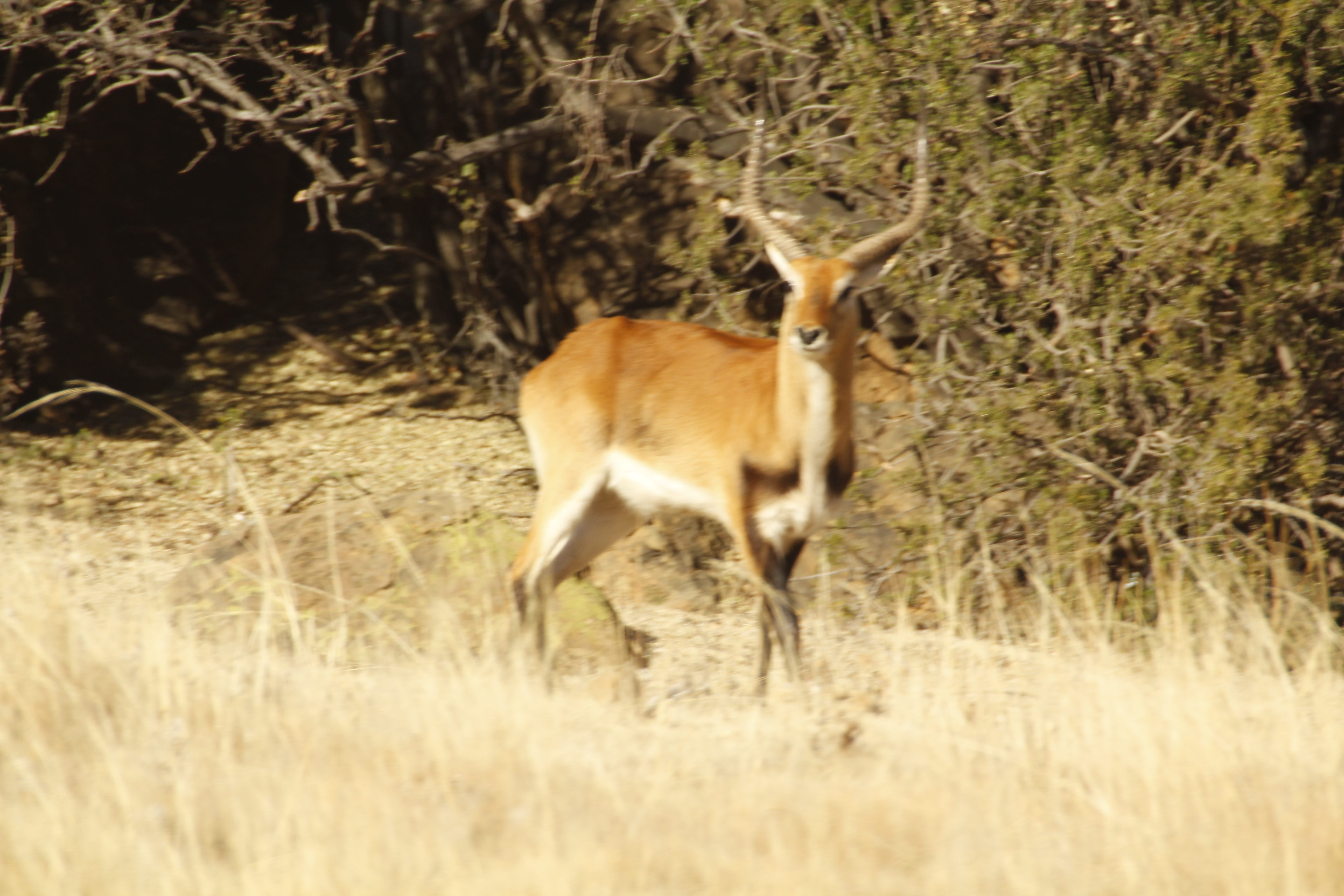 Lechwe