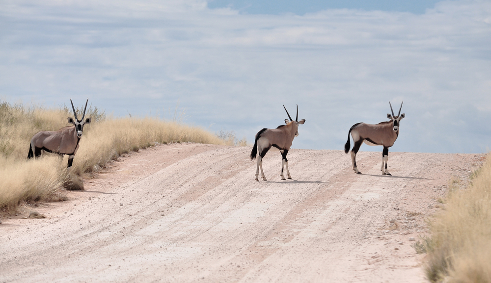 3-gemsbok