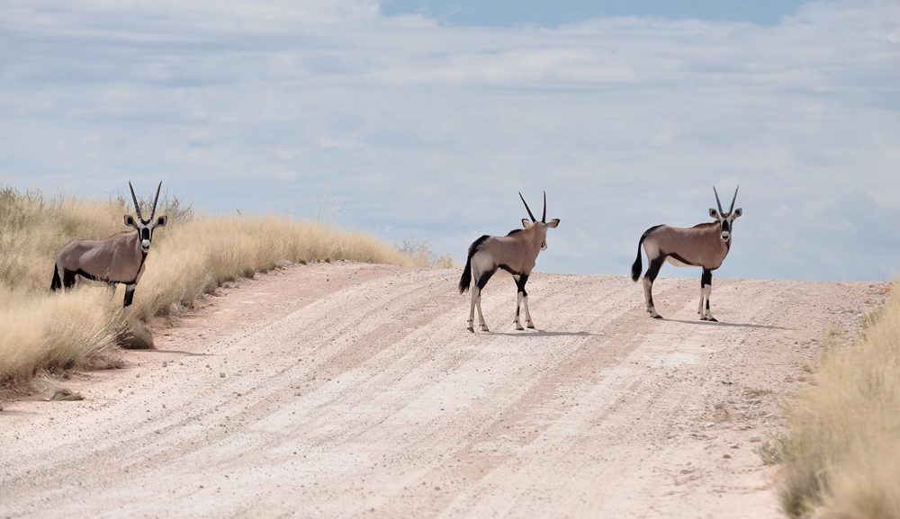 Oryx
