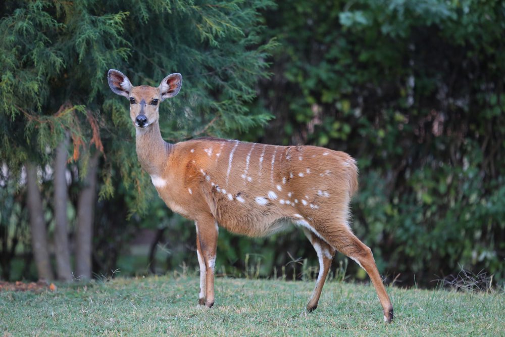 Bushbuck