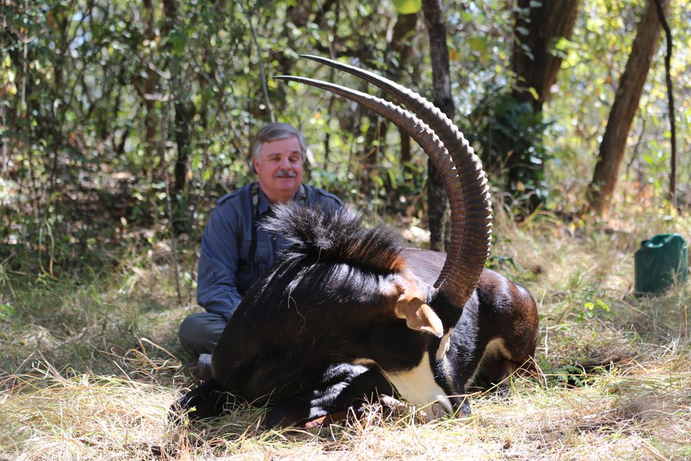 Sable Antelope