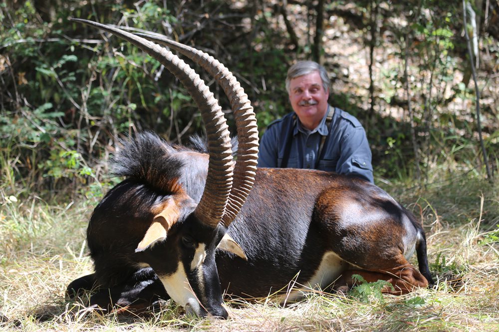 Sable Antelope