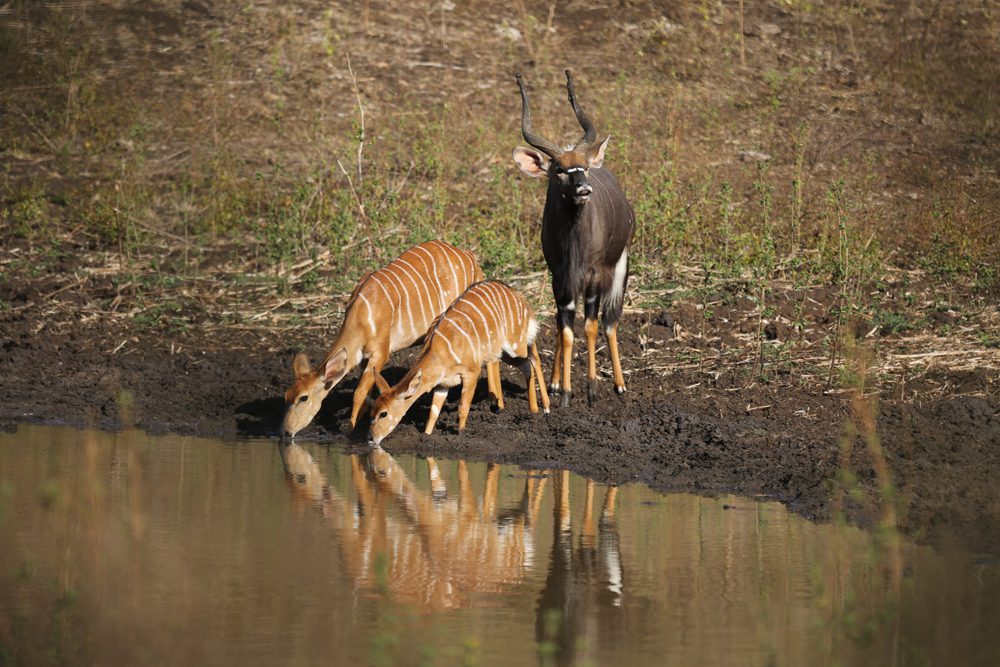 Njala