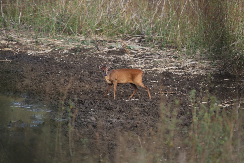 Red Duiker